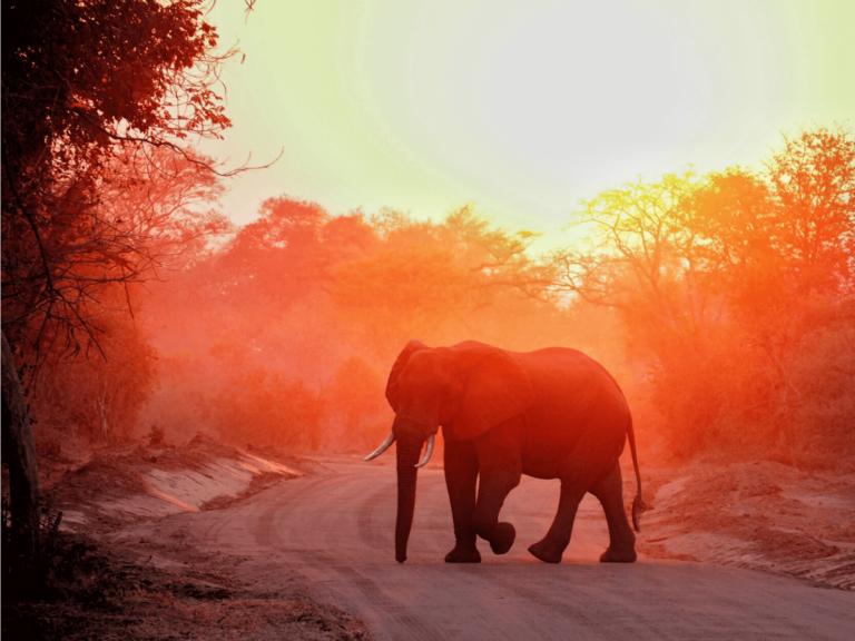 From Malawi to Zambia on a Solo Safari in South Luangwa