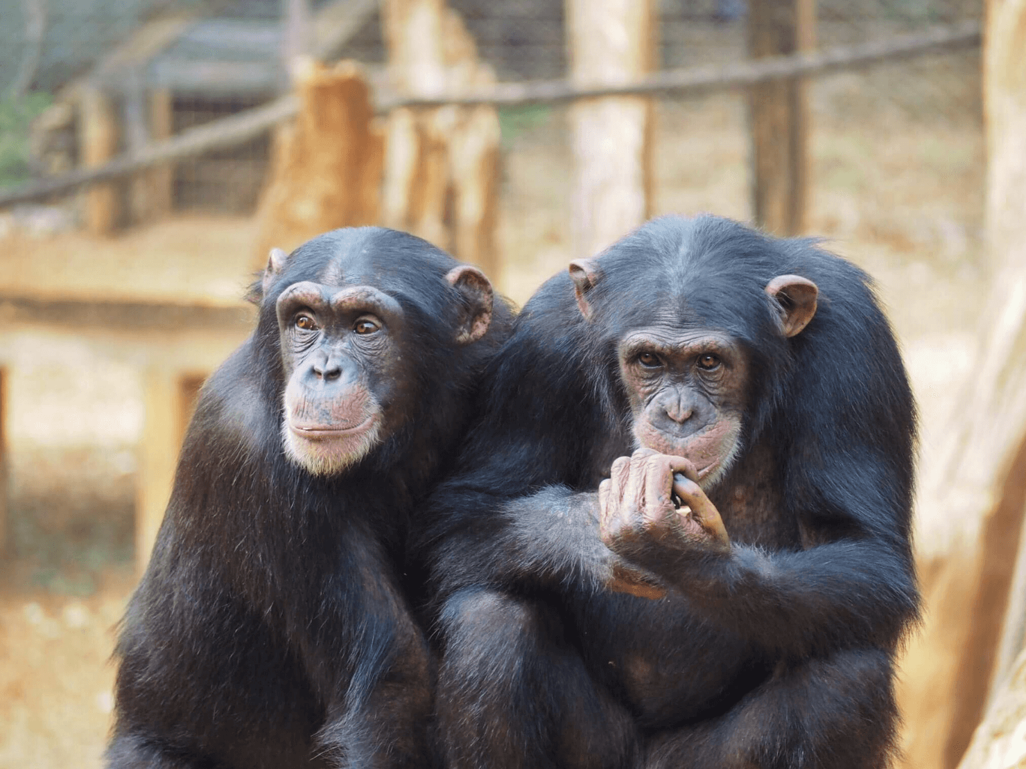 Tacugama Chimpanzee Sanctuary