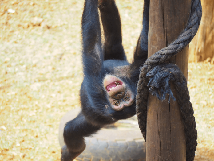 Tacugama Chimpanzee Sanctuary, Sierra Leone