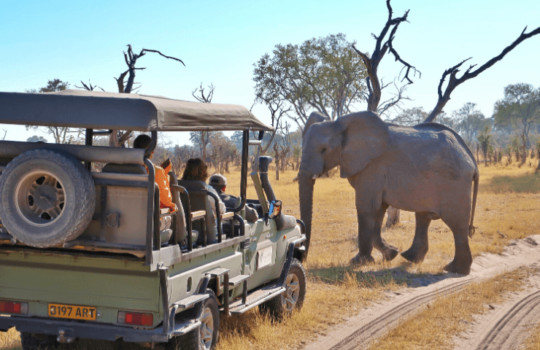 Safari in Botswana