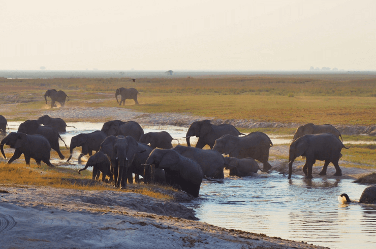 African Elephants - Helen in Wonderlust
