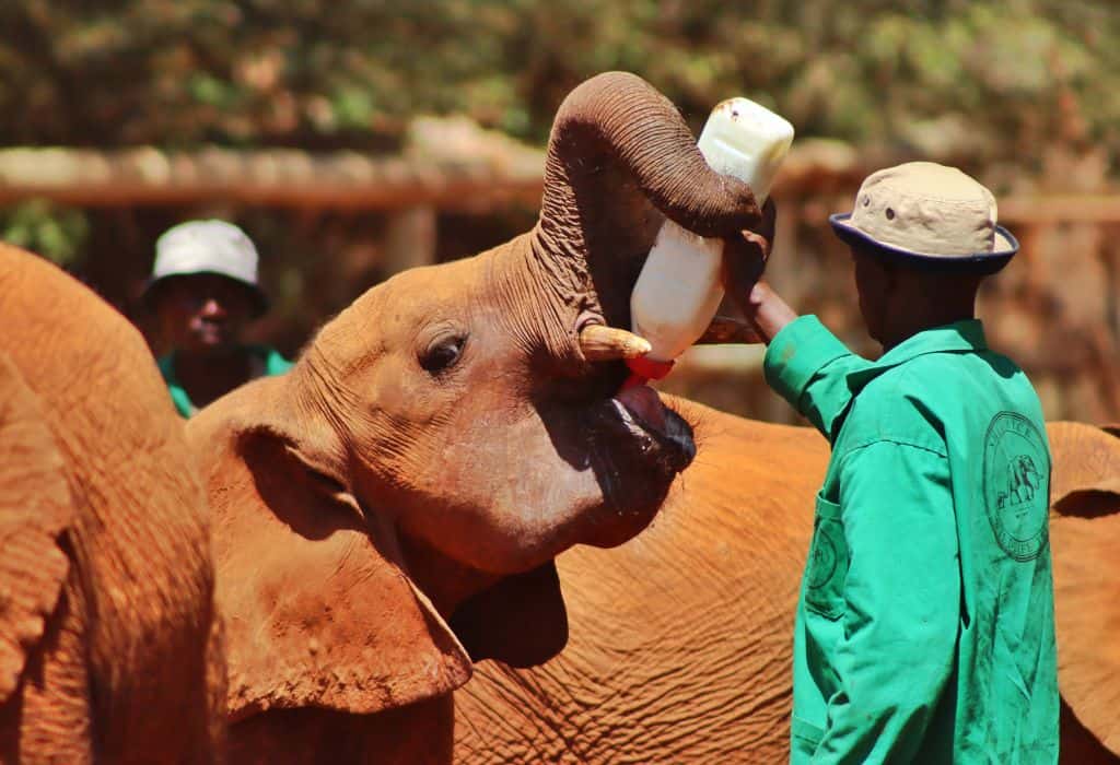 Feeding baby elephant at the Sheldrick Elephant Orphanage in Nairobi