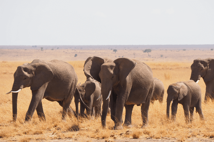 Amboseli National Park, Kenya