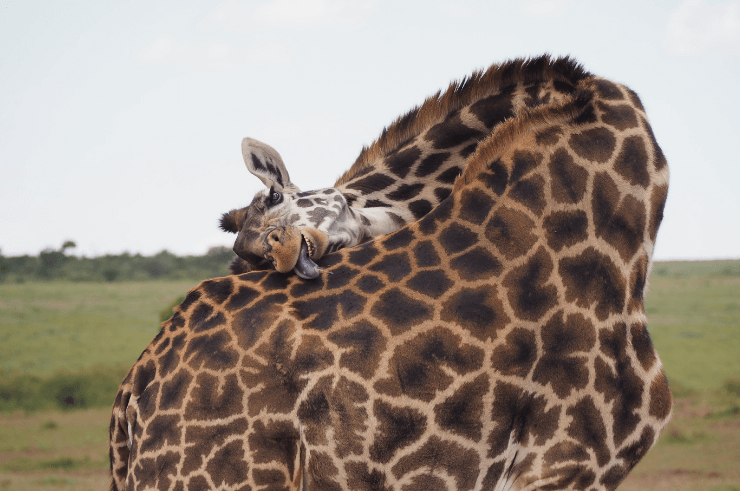 Giraffe in Masai Mara, Kenya - Helen in Wonderlust