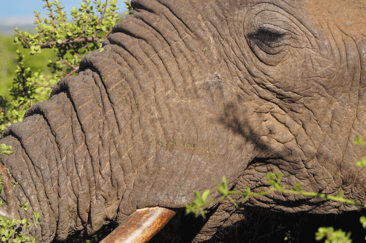 Elephant in Addo Elephant Park