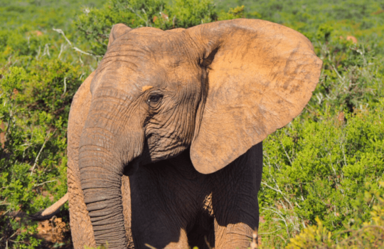 Elephant in Addo Elephant National Park