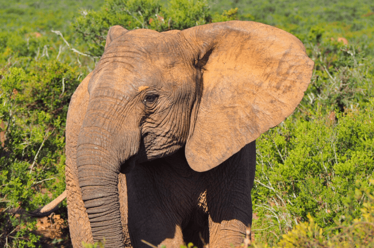 How to Go on Safari in Addo Elephant Park, South Africa