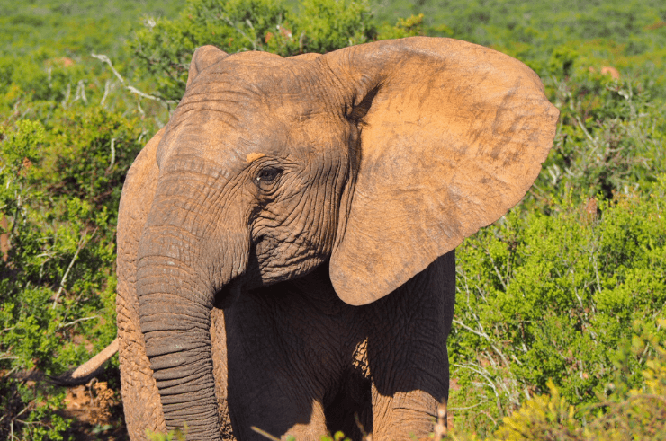 Elephant in Addo Elephant National Park