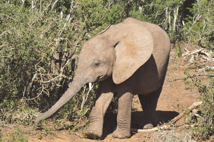 Baby elephant in Addo Elephant National Park