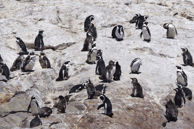 Penguins in Algoa Bay, Addo Elephant National Park