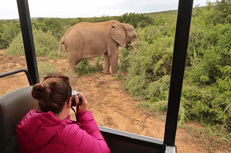 Safari in Addo Elephant National Park