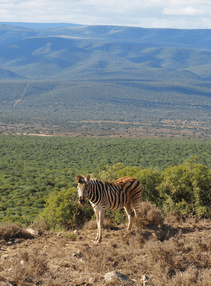 Zebra in Addo Elephant National Park