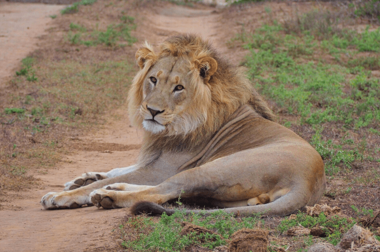 Lion in Addo Elephant National Park