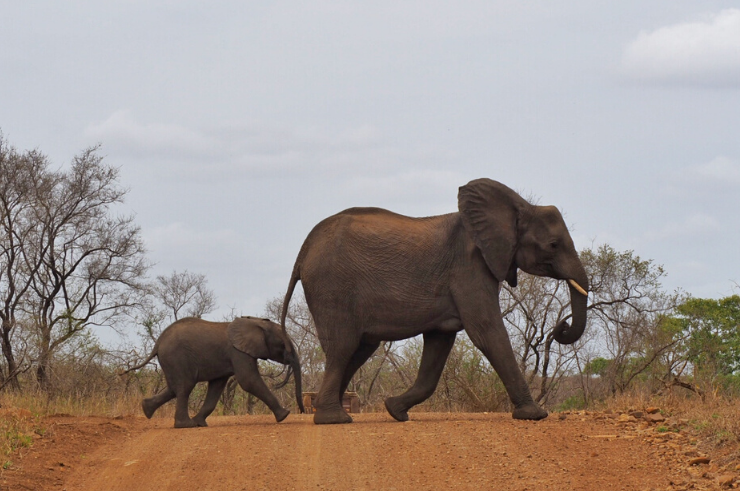 Addo Elephant Park - Itinéraire de la Garden Route en Afrique du Sud
