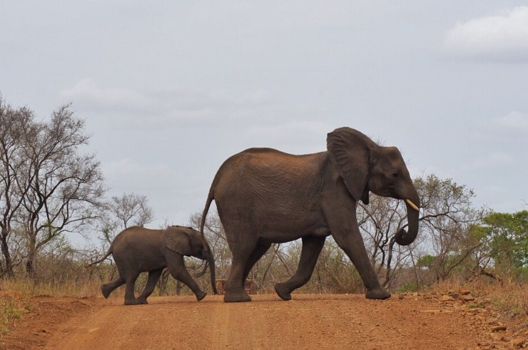 Addo Elephant Park - South Africa Garden Route Itinerary