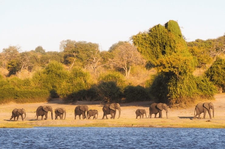 Chobe Riverfront Botswana - Rock My Adventure Tours