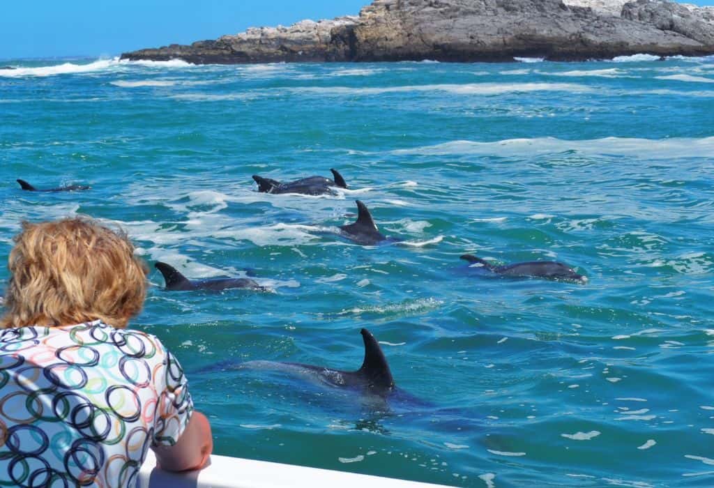 Dolphins Port Elizabeth South Africa