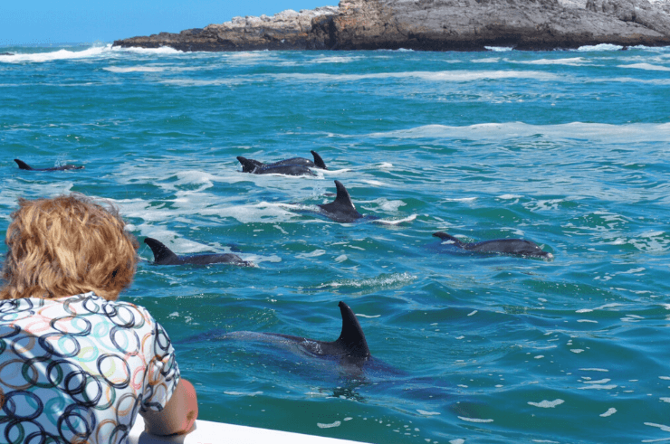 Dolphin Watching Boat Trip in Port Elizabeth