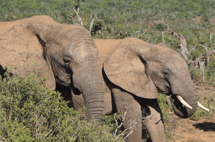 Éléphants dans le parc national des éléphants d'Addo