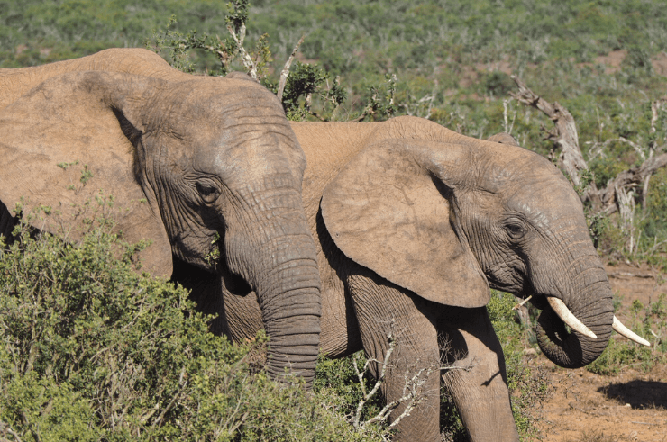 Elephants in Addo Elephant National Park