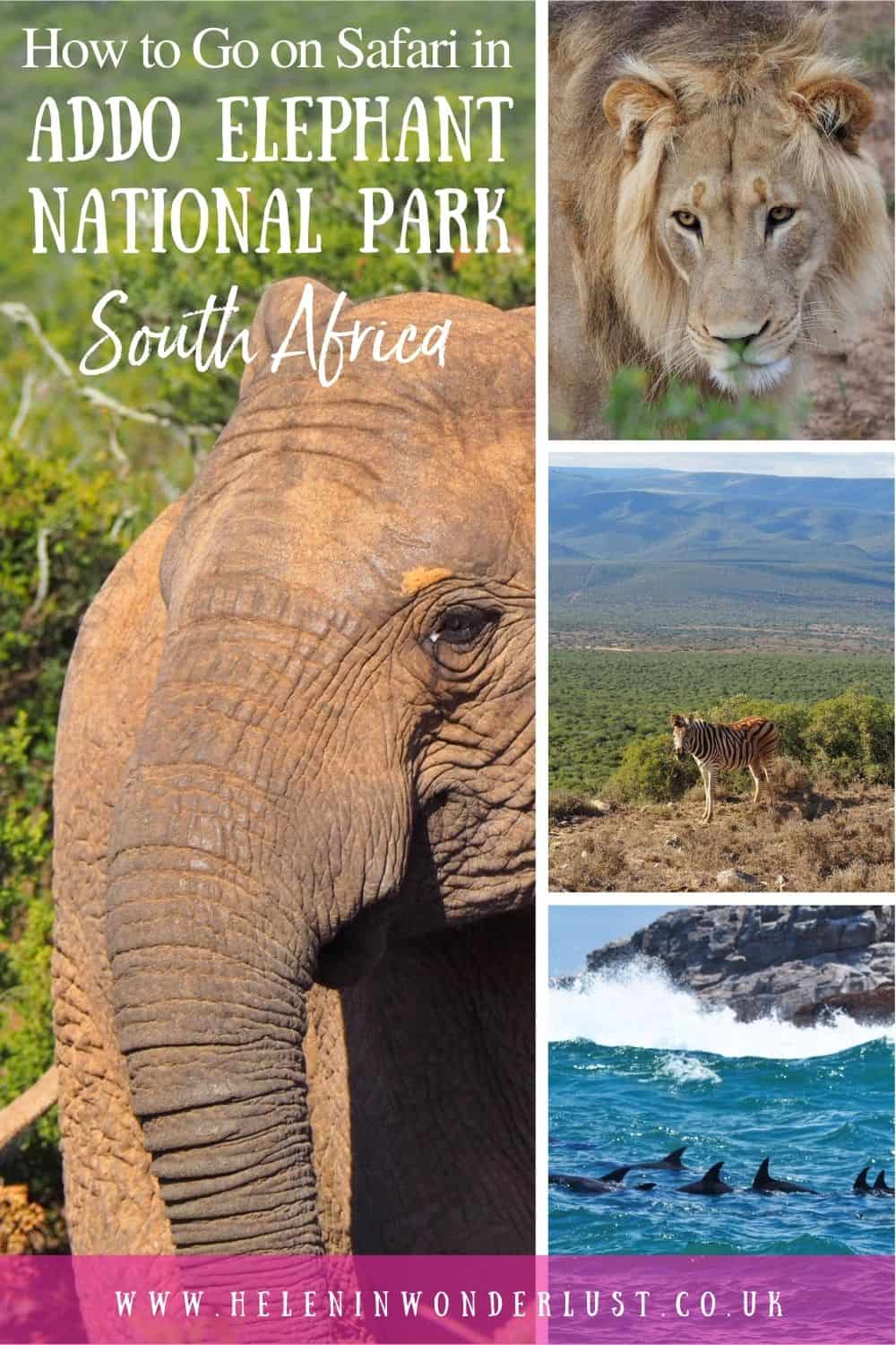 Here's my Handy Guide to Going on Safari in Addo Elephant Park in South Africa