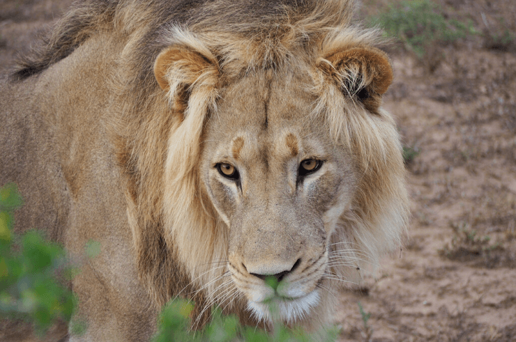 Lion in Addo Elephant Park, South Africa