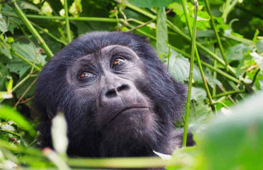 Gorilla Trekking in Uganda