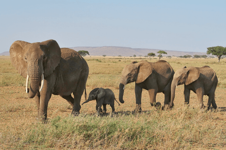 Kenya vs Tanzanie