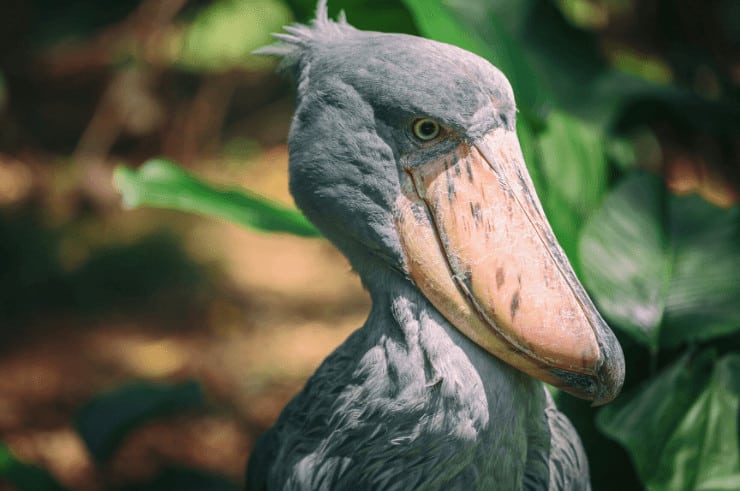 Shoebill, Mabamba Swamp, Uganda