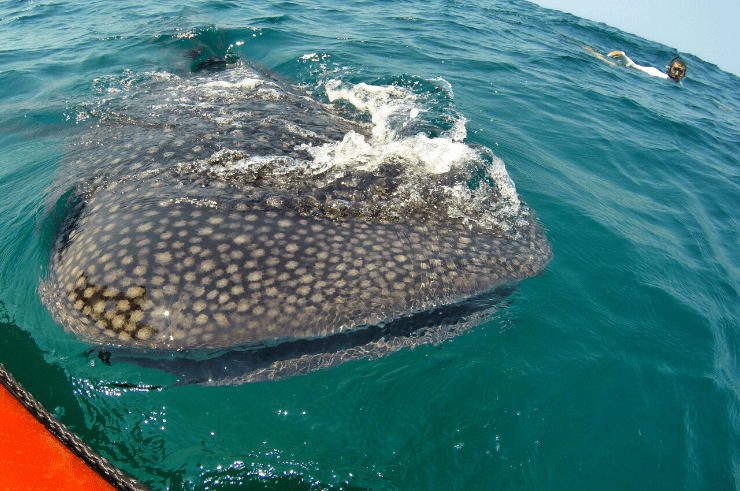 Whale Shark, Tofo, Mozambique