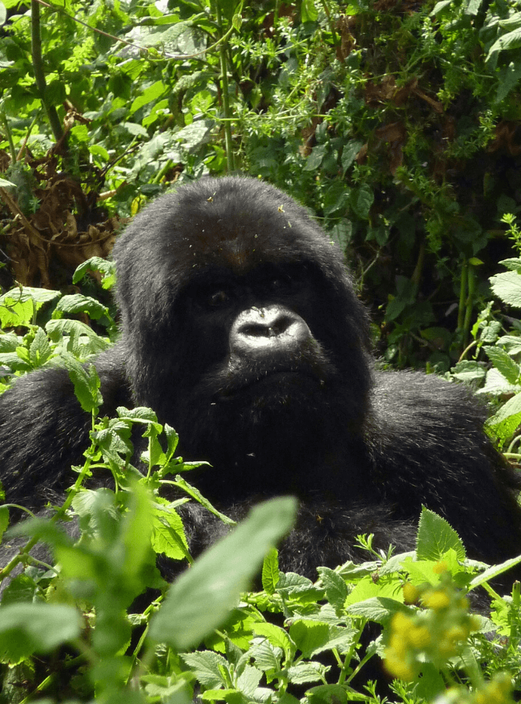 Gorilla Trekking, Uganda & Rwanda