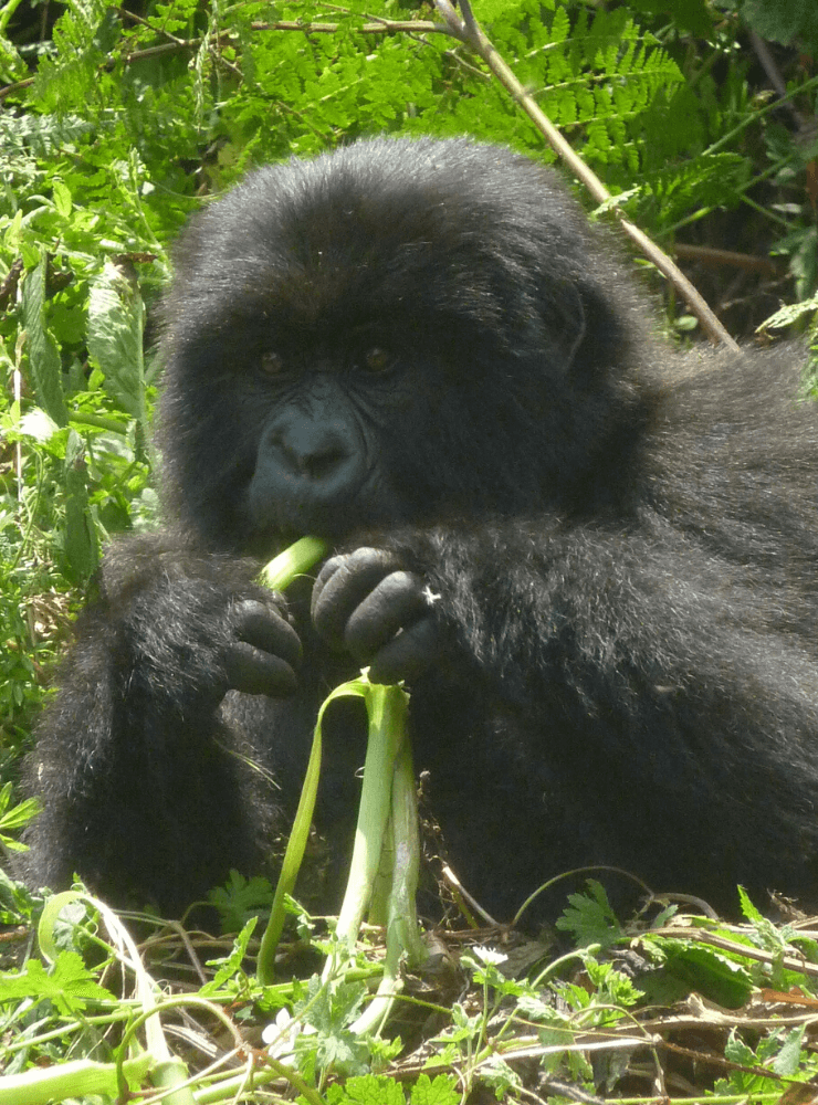 Gorilla Trekking, Uganda & Rwanda