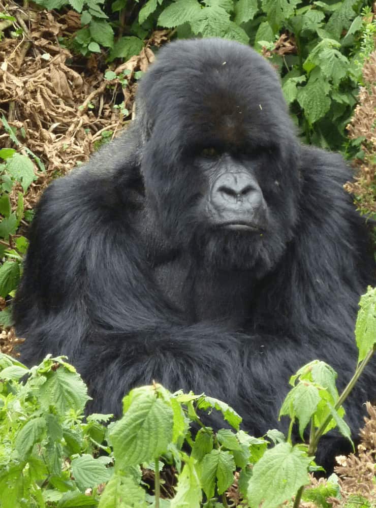 Gorilla Trekking, Uganda & Rwanda