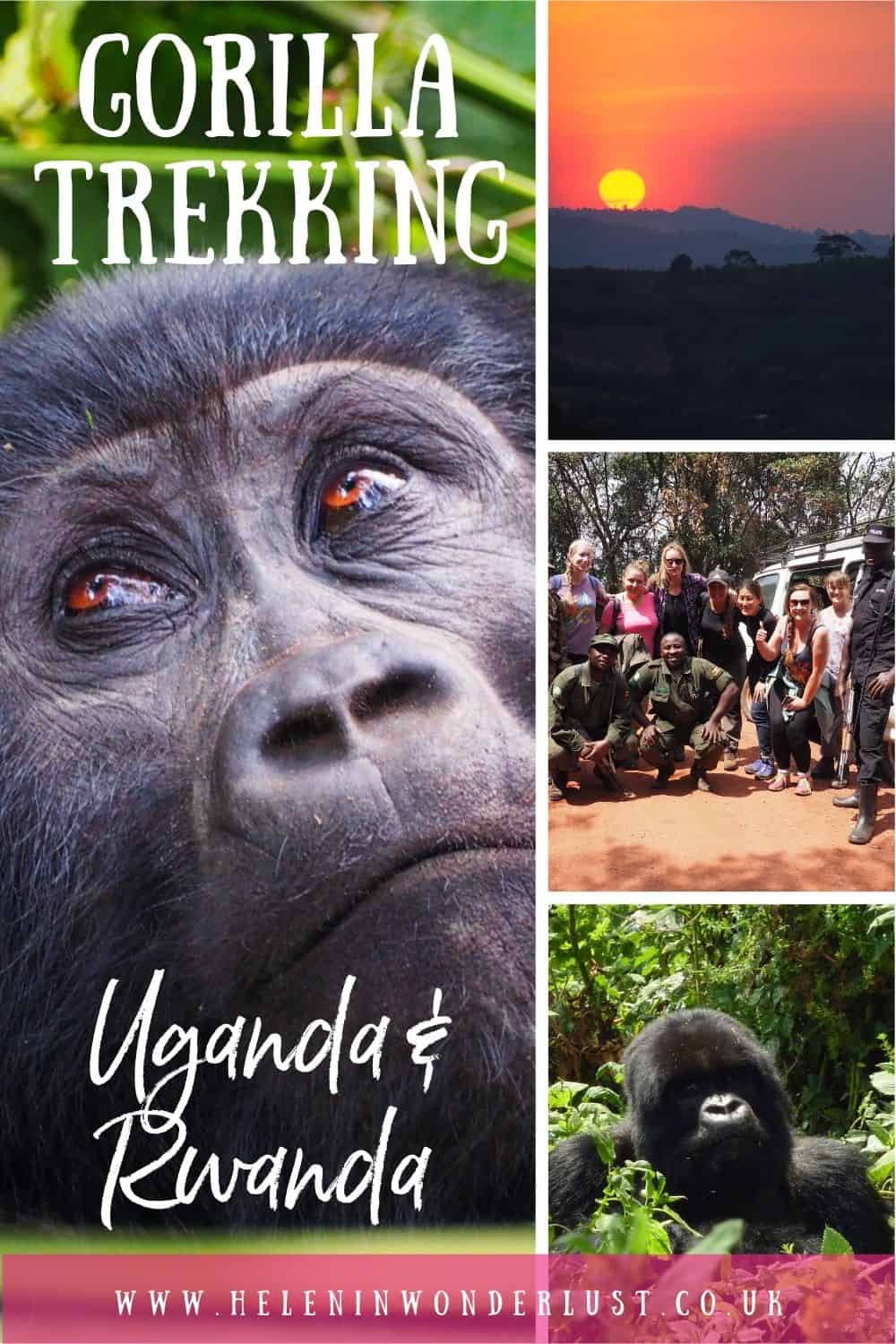 Gorilla Trekking in Uganda & Rwanda - Everything You Need to Know