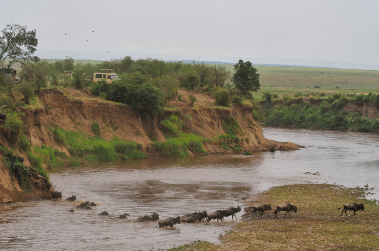Wildebeest Migration, Masai Mara