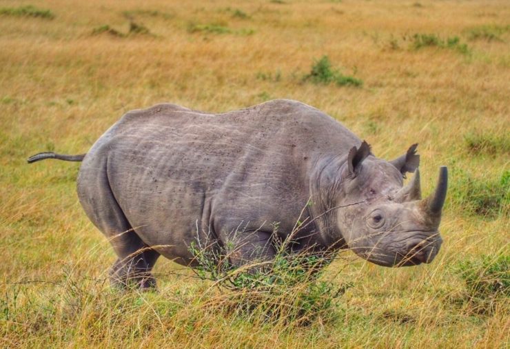 Nairobi National Park in Kenya