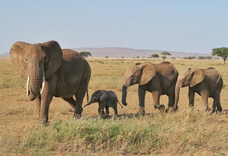 Kenya & Tanzania Itinerary - Serengeti