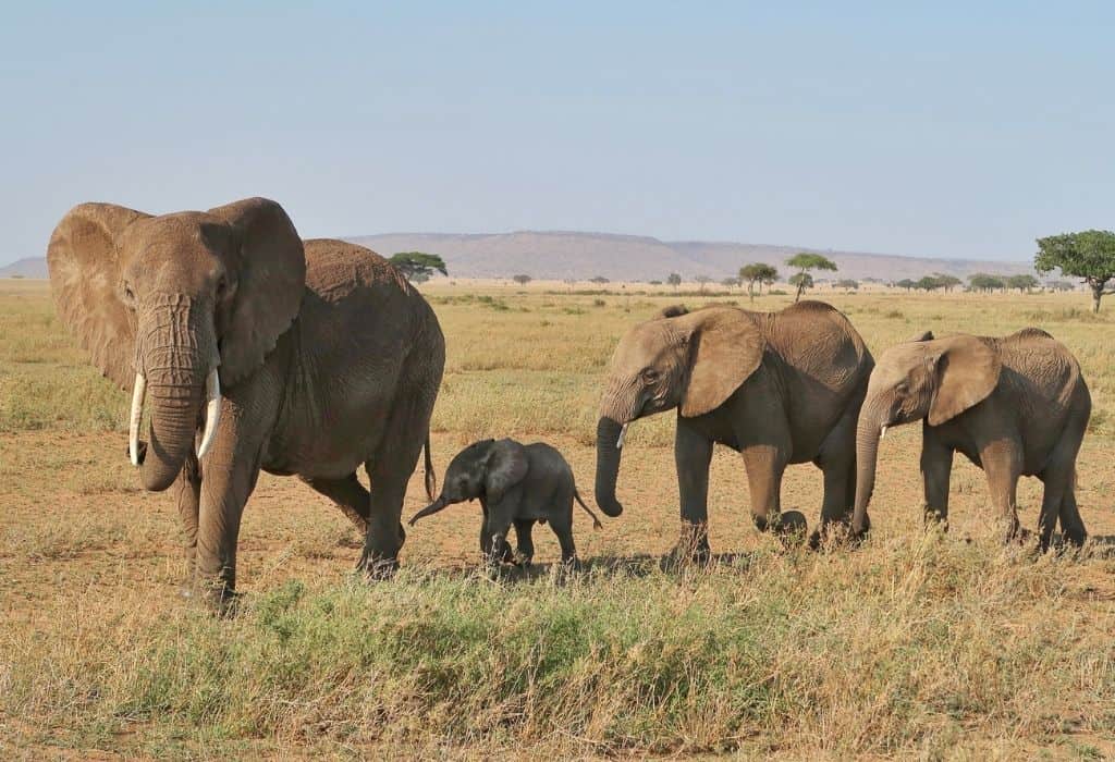 safari tanzania eller kenya