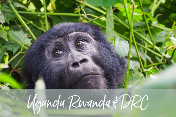 Uganda, Rwanda & DRC Tour