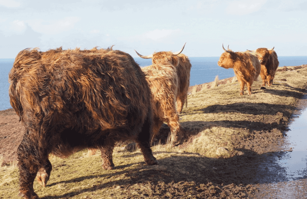 NC 500, Scotland