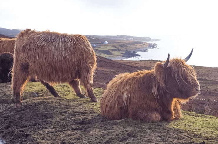 Scotland - Highland Cow