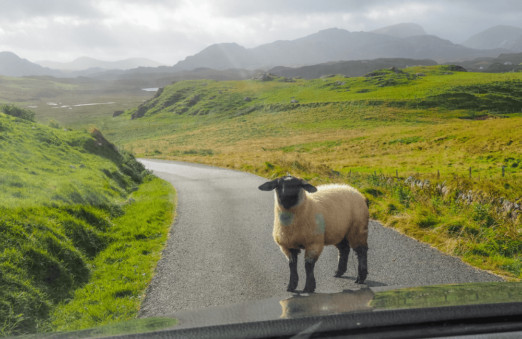 Sheep, Lewis, Outer Hebrides, Scotland