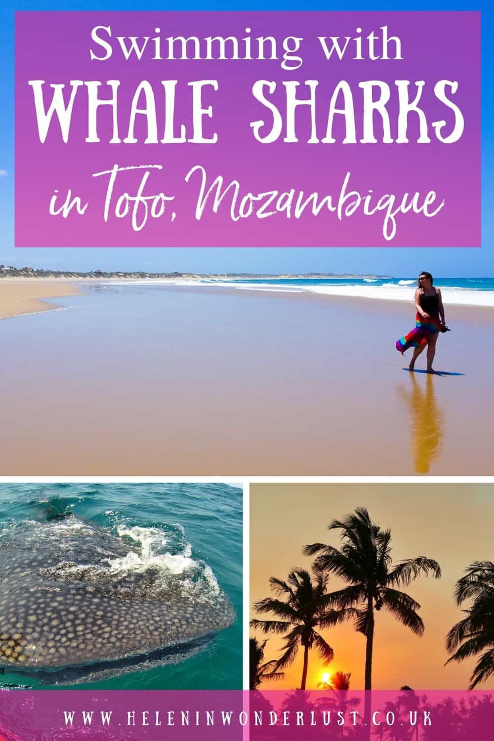 Swimming with Whale Sharks in Tofo Mozambique