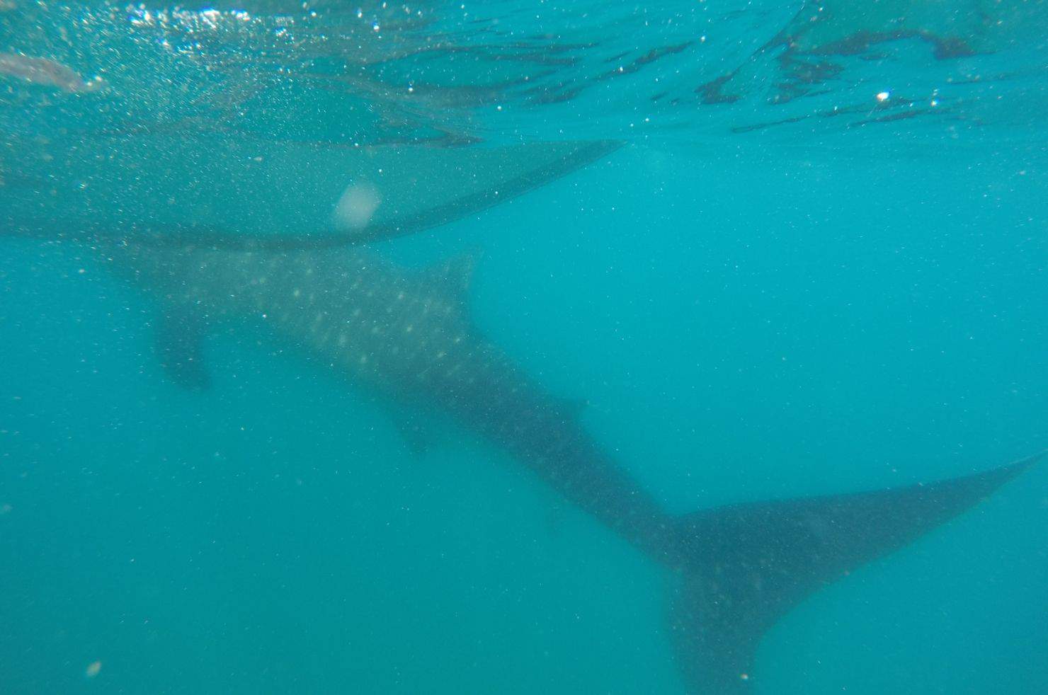 Whale Shark Tofo Mozambique