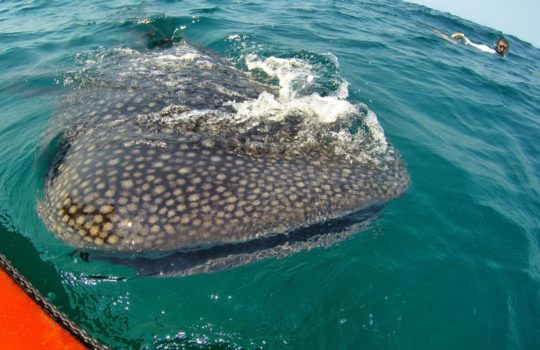 Whale Sharks Mozambique