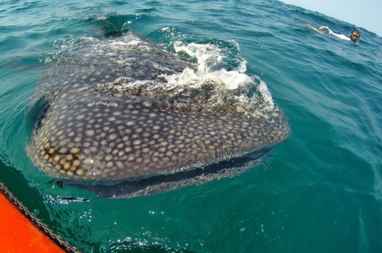 Swimming With Whale Sharks in Tofo, Mozambique