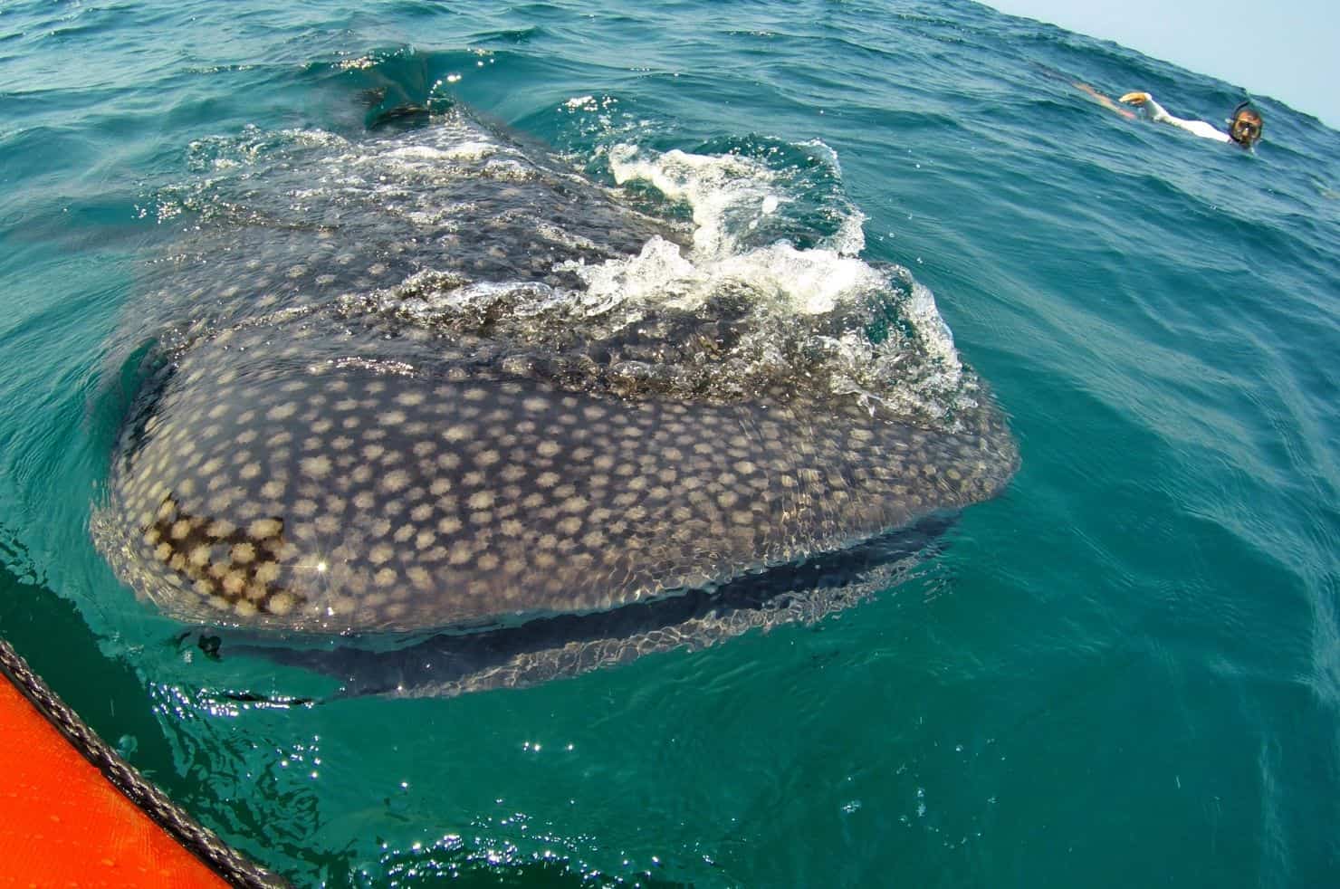 Whale Shark Breaching the Water in Tofo Mozambique