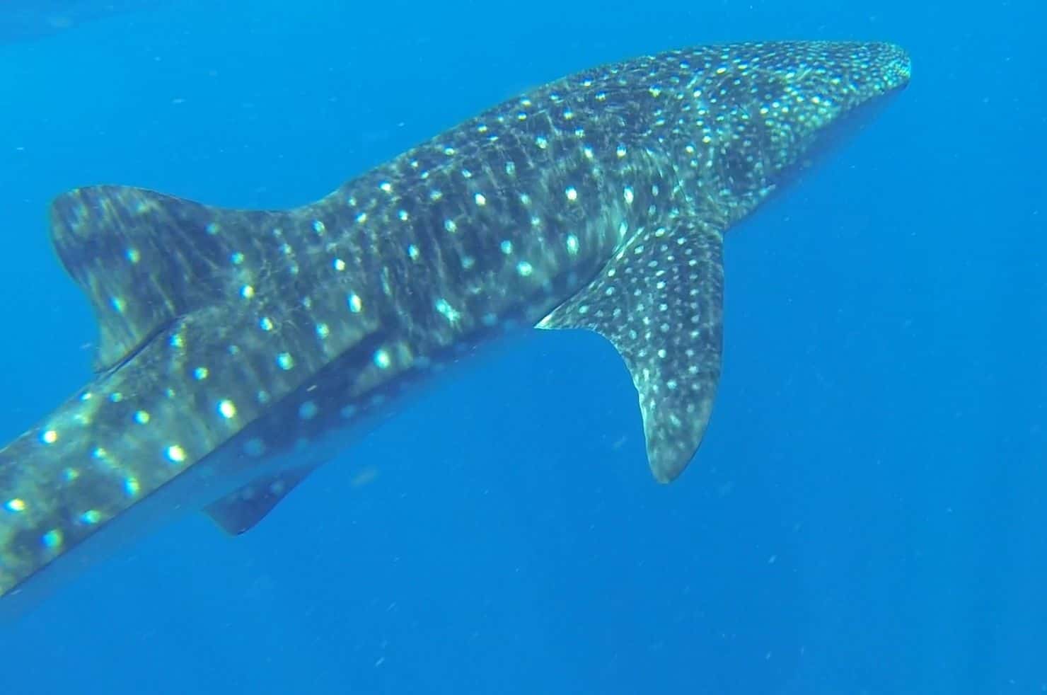 Whale Shark in Tofo Mozambique