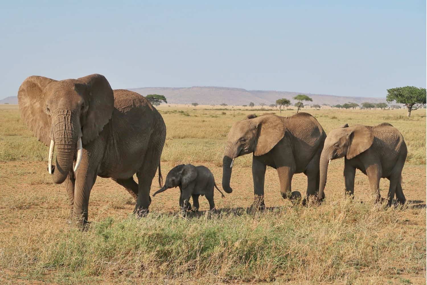 Serengeti Safari Tanzania