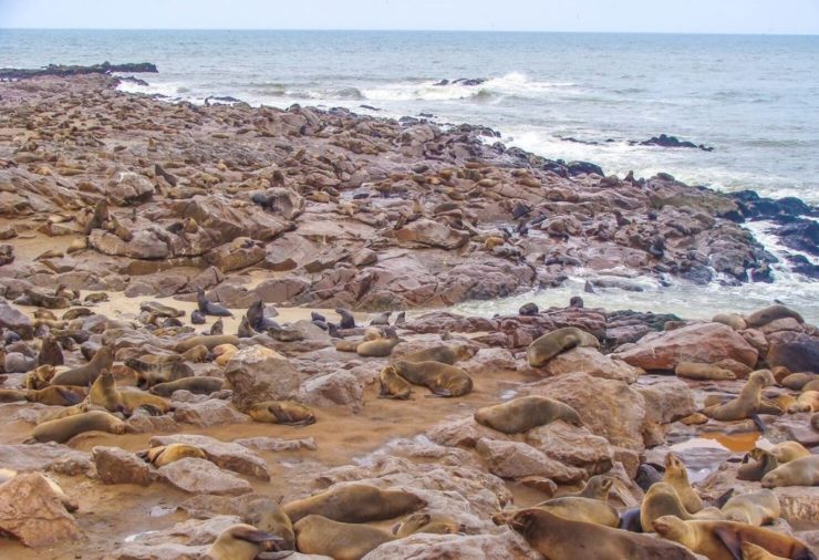 Cape Cross Seal Colony - Namibia
